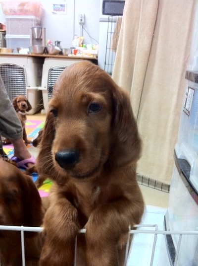 SidKid puppy2