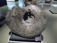 P1120545s