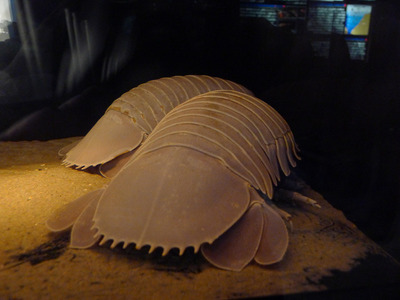 sP1050060