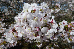 P1070936s