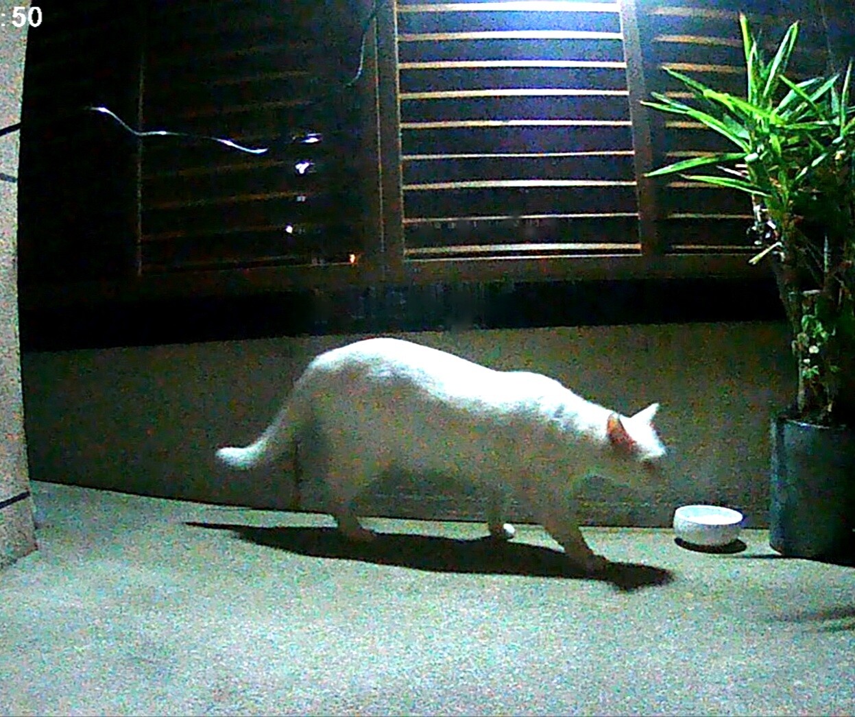 監視カメラに映った山の子ちゃん 最近のムーちゃん ミーちゃん さくら猫 Candy Box