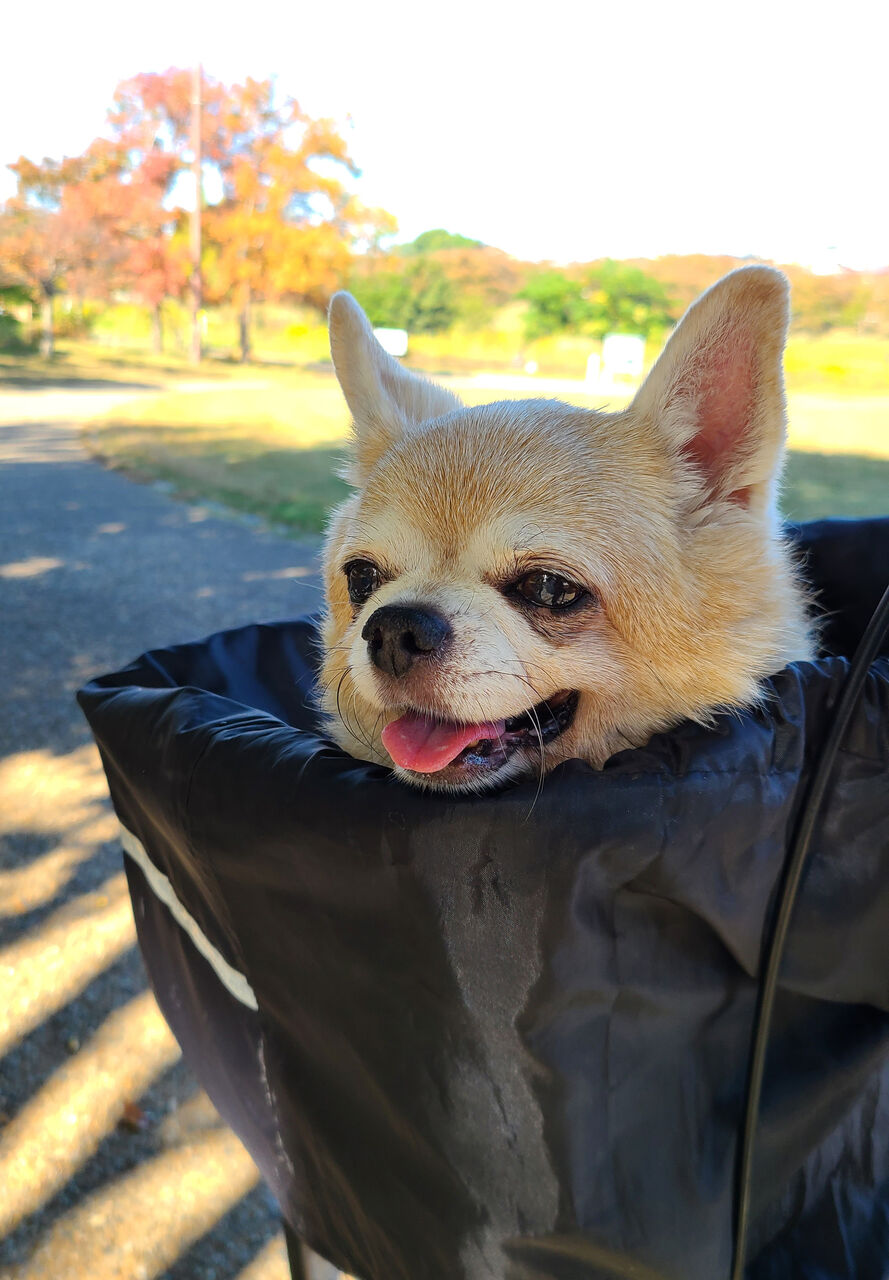 シニア犬 C Style シニア犬お散歩ブログ シニア犬 C Style シニア犬お散歩ブログ