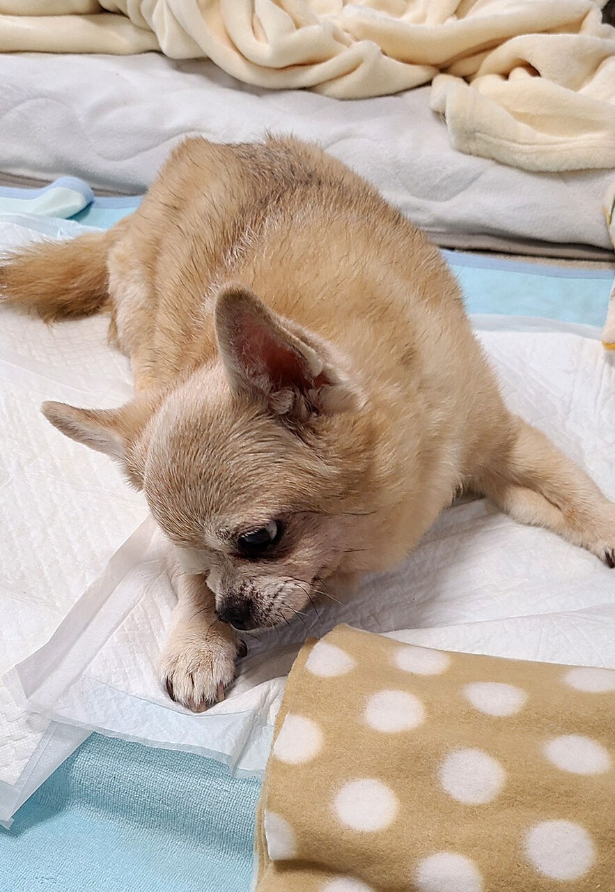 急性腎不全 体調の悪化 C Style シニア犬お散歩ブログ 急性腎不全 体調の悪化 C Style シニア犬お散歩ブログ