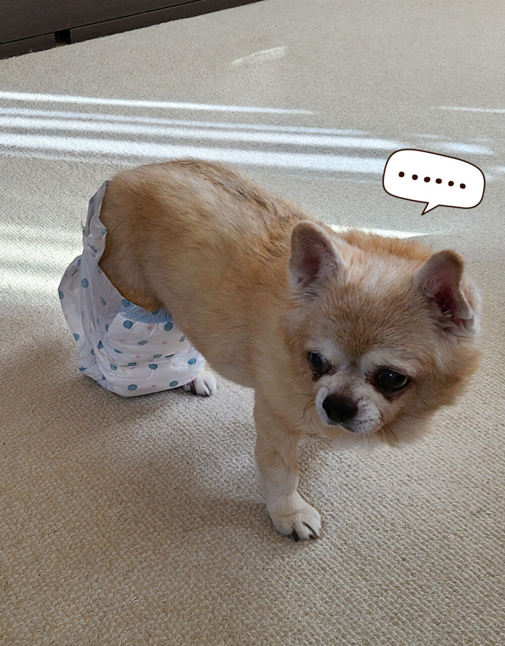 シニア犬 C Style シニア犬お散歩ブログ シニア犬 C Style シニア犬お散歩ブログ