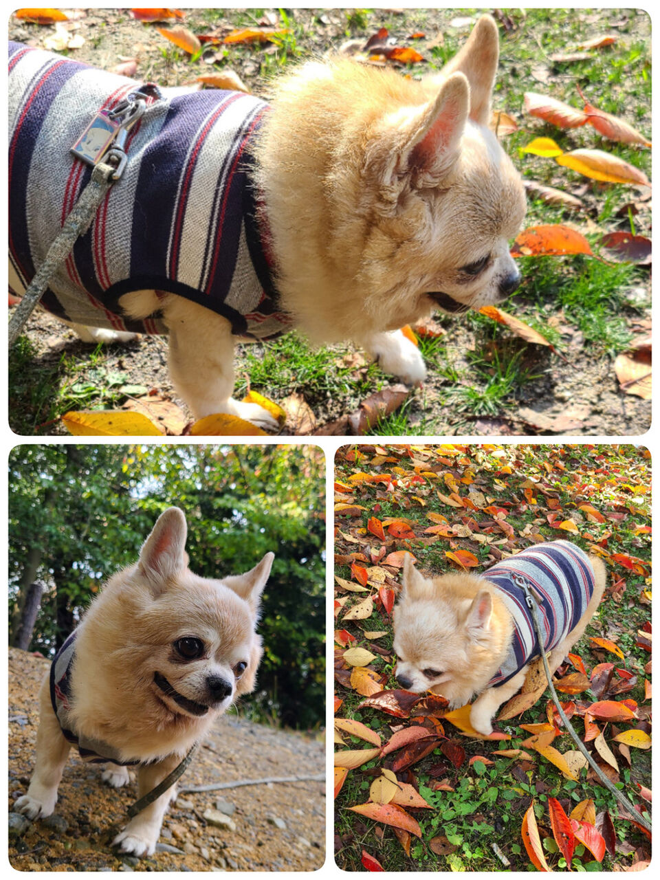 シニア犬 C Style シニア犬お散歩ブログ シニア犬 C Style シニア犬お散歩ブログ