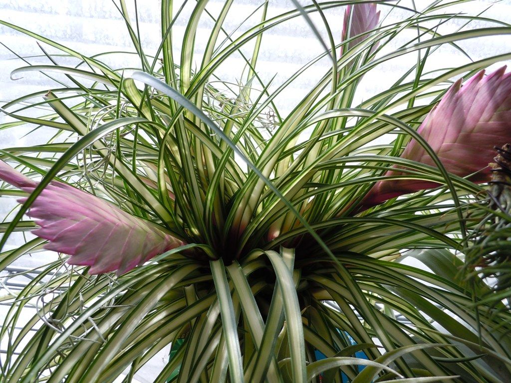 キアネア チランドシア ハナアナナス シャネア てーてー植物記