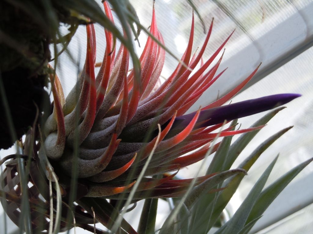 開花 てーてー植物記 開花 てーてー植物記