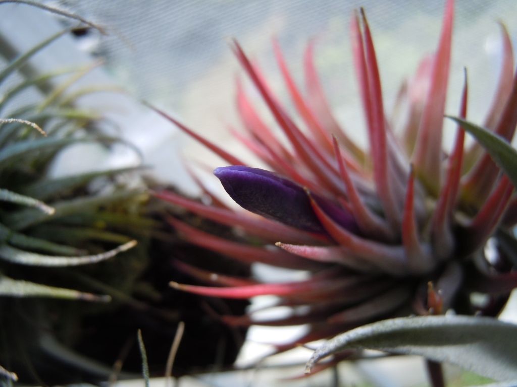 開花 てーてー植物記 開花 てーてー植物記