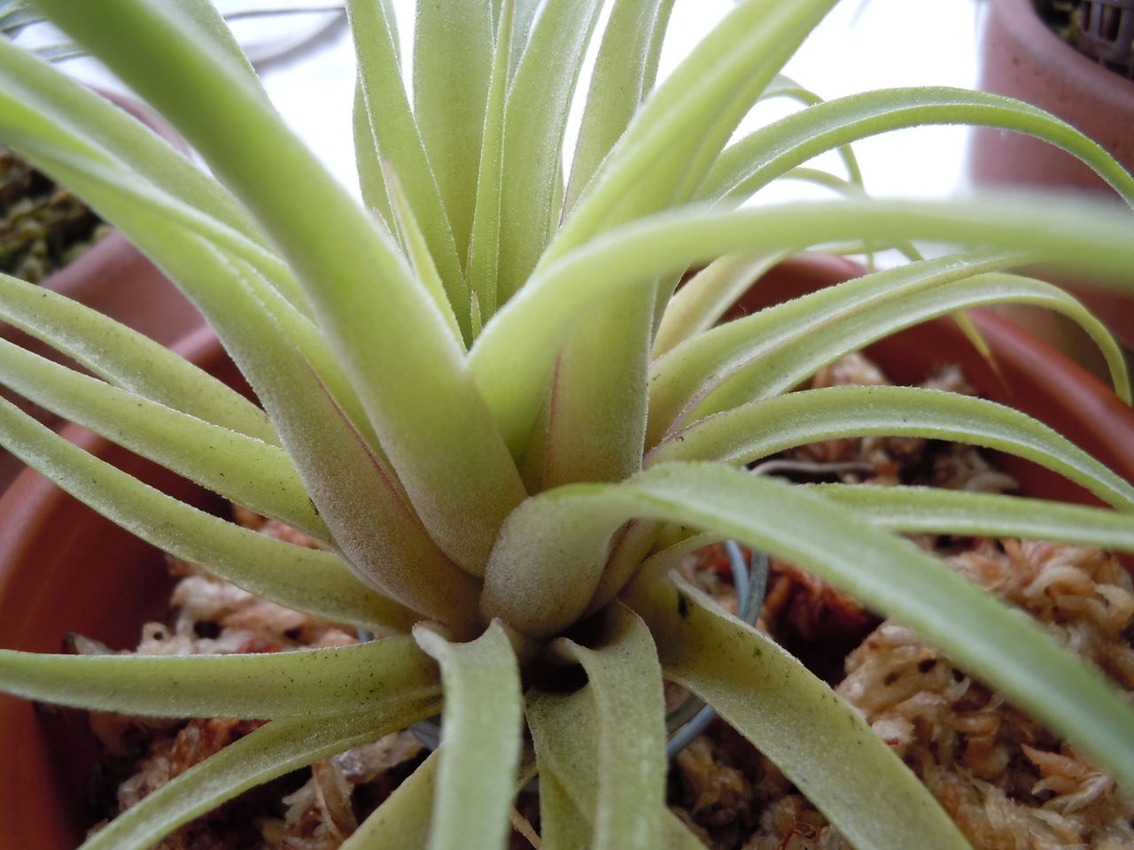 てーてー植物記 てーてー植物記