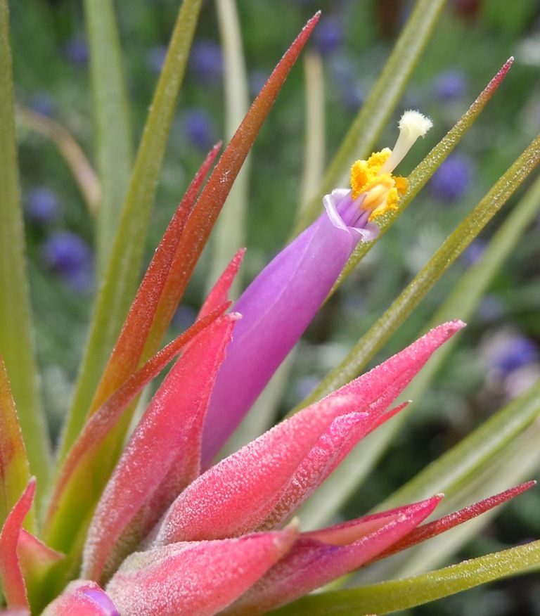 コルビー開花 てーてー植物記 コルビー開花 てーてー植物記