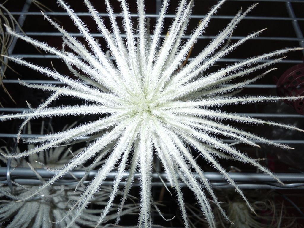 テクトラムを中心に白銀系チランジアの管理について 夏編 てーてー植物記 テクトラムを中心に白銀系チランジアの管理について 夏編 てーてー植物記