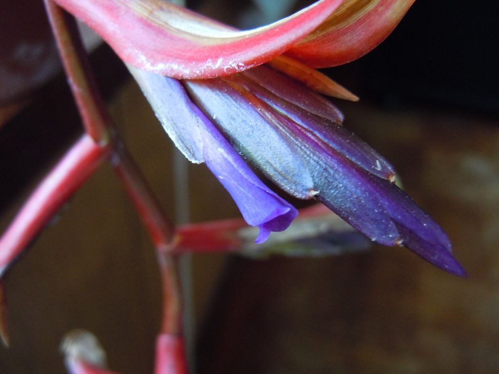 開花 てーてー植物記 開花 てーてー植物記