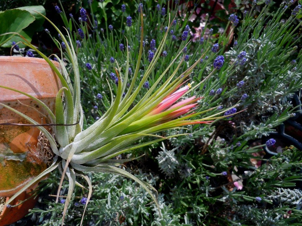 コルビー開花 てーてー植物記 コルビー開花 てーてー植物記