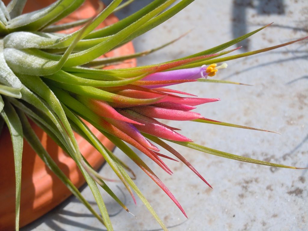 コルビー開花 てーてー植物記 コルビー開花 てーてー植物記