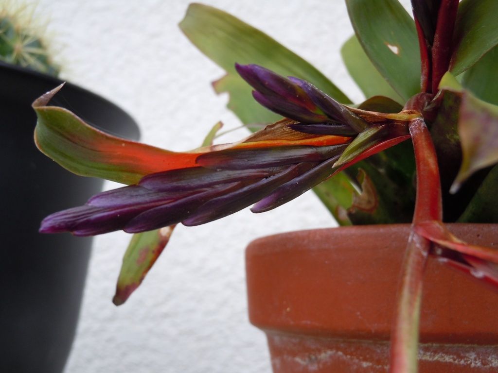 開花 てーてー植物記 開花 てーてー植物記
