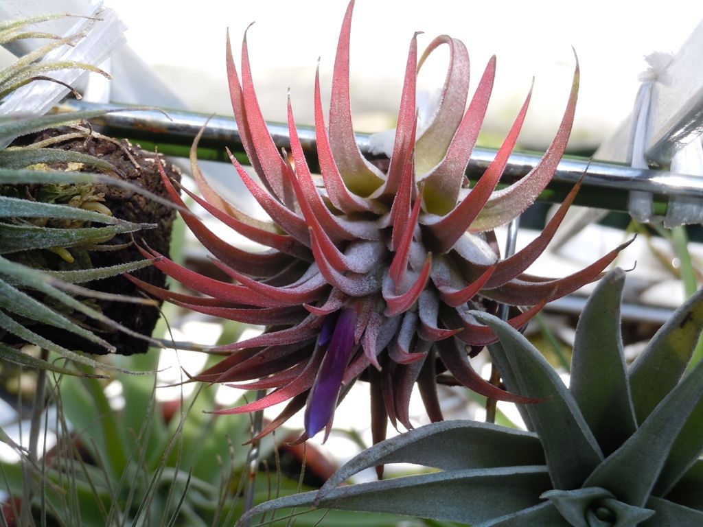イオナンタ 近日開花 てーてー植物記