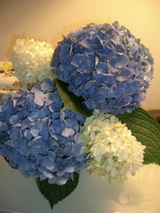 Hydrangeas