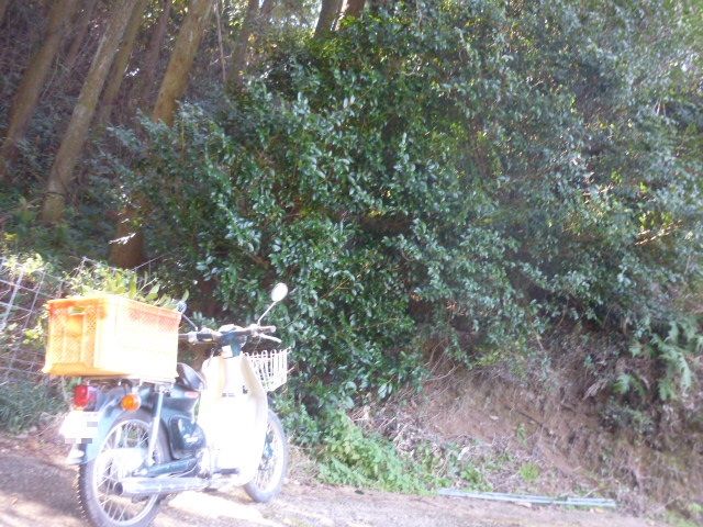 イメージ 3