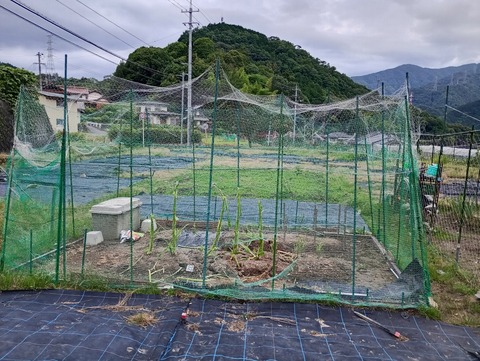 エントリ画像