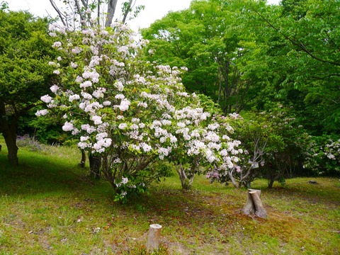 エントリ画像