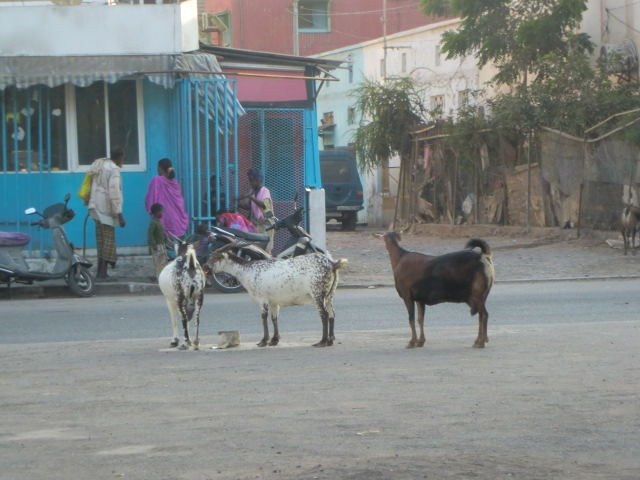 ノラ猫 ノラ犬 そして ジブチ Djibouti から Salam ノラ猫 ノラ犬 そして ジブチ Djibouti から Salam