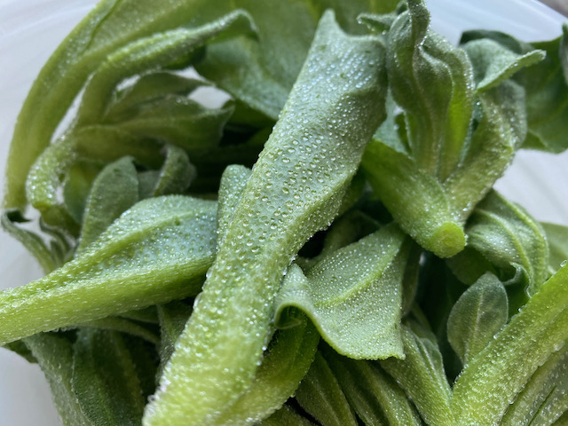 不思議野菜 アイスプラント とトマトのチーズサラダ ローマのおいしい生活in東京 Powered By ライブドアブログ 不思議野菜 アイスプラント とトマトのチーズサラダ ローマのおいしい生活in東京 Powered By ライブドアブログ