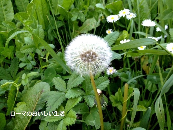 ローマのおいしい生活