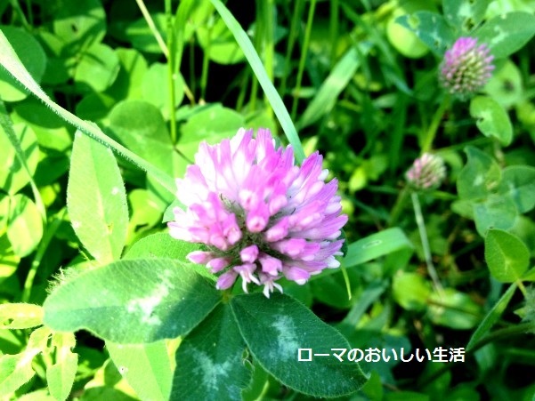 ローマのおいしい生活