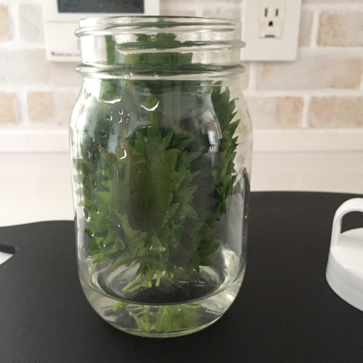 新鮮 長持ち 我が家のシソの葉 大葉 保存方法 ローマのおいしい生活in東京 Powered By ライブドアブログ