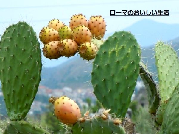 ローマのおいしい生活