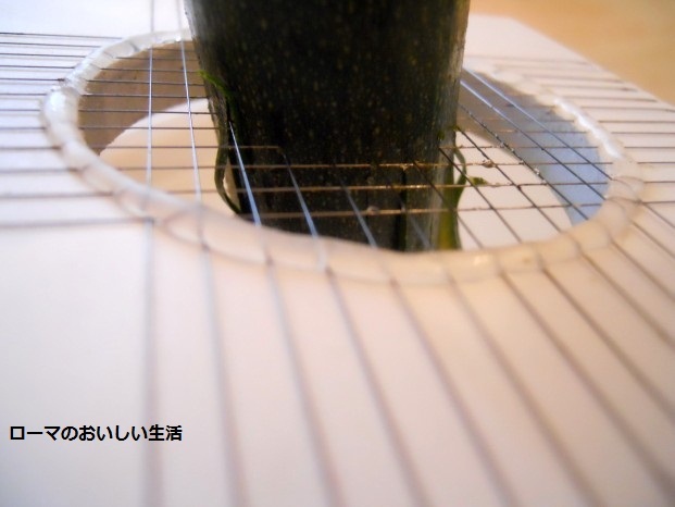 ローマのおいしい生活-パスタ