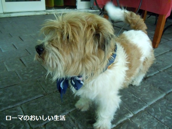 ローマのおいしい生活