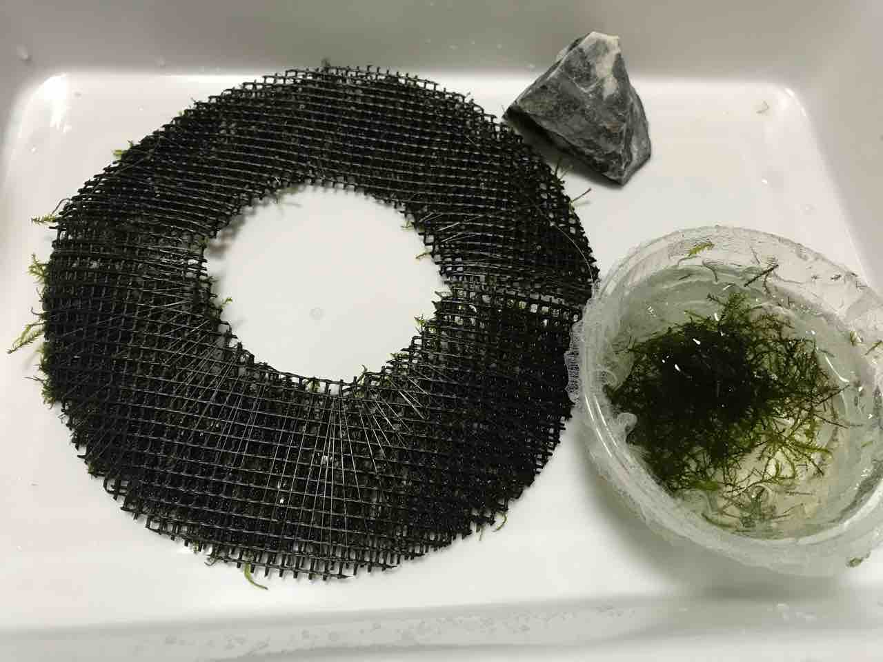 そうだボトルアクアリウム やろう 立ち上げ編 時速2 5ｋｍ