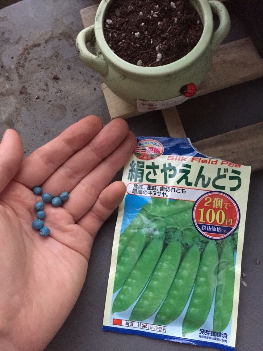 ダイソーの絹さやえんどうの青い種 ベランダ菜園 試行錯誤の森 ダイソーの絹さやえんどうの青い種 ベランダ菜園 試行錯誤の森
