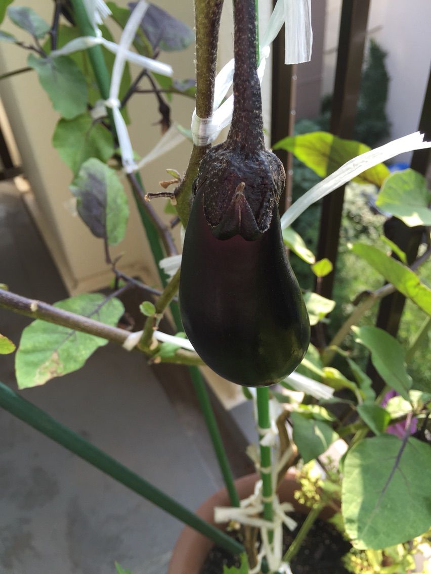 秋ナスまだまだ元気 ベランダ菜園 試行錯誤の森