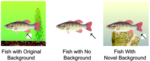 Nisbett Experiment 3