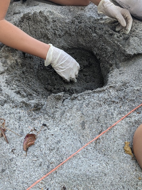 Sea Turtle Hole