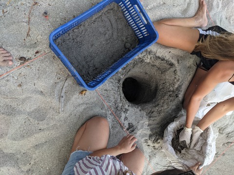Capture Sea Turtle