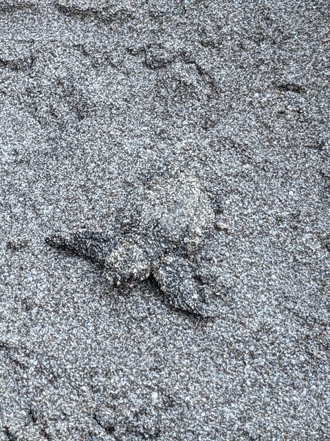 Sea Turtle