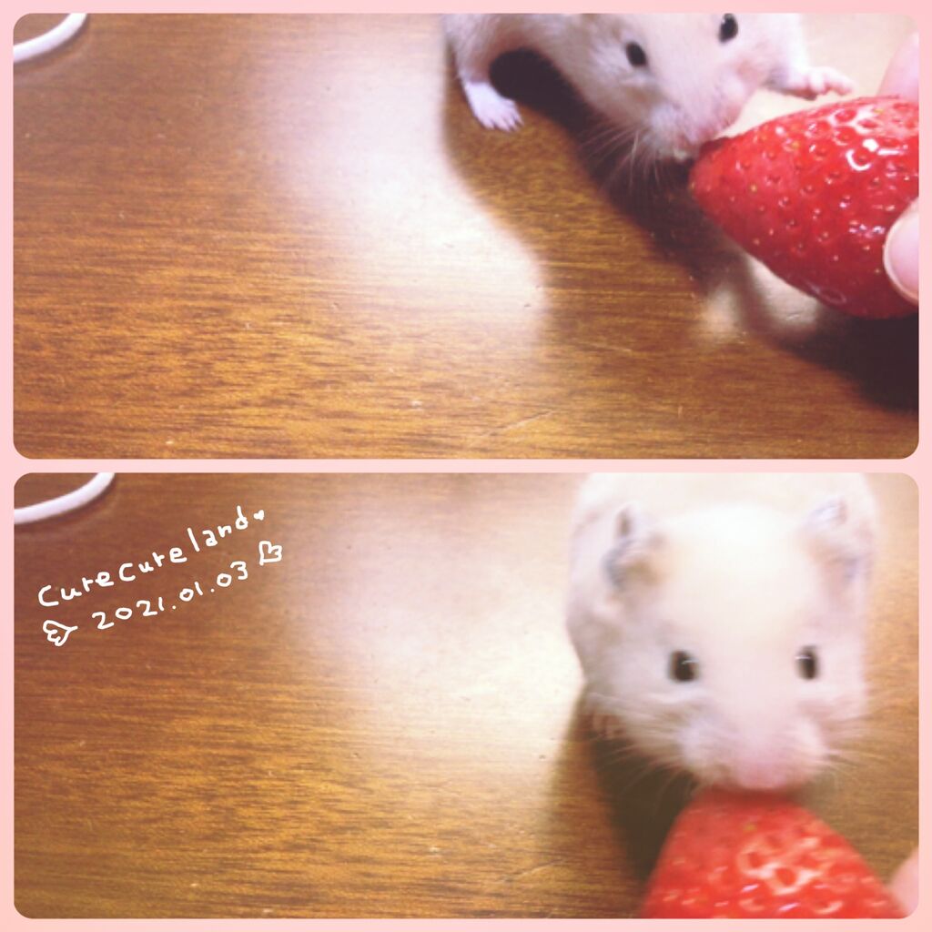 キューとキュアの苺物語 Cure Cure Land