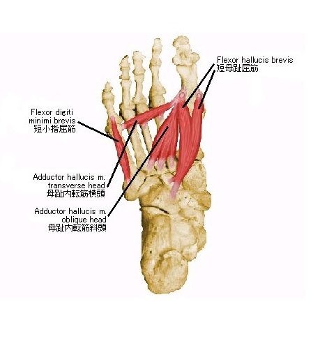 つる 親指 足 の