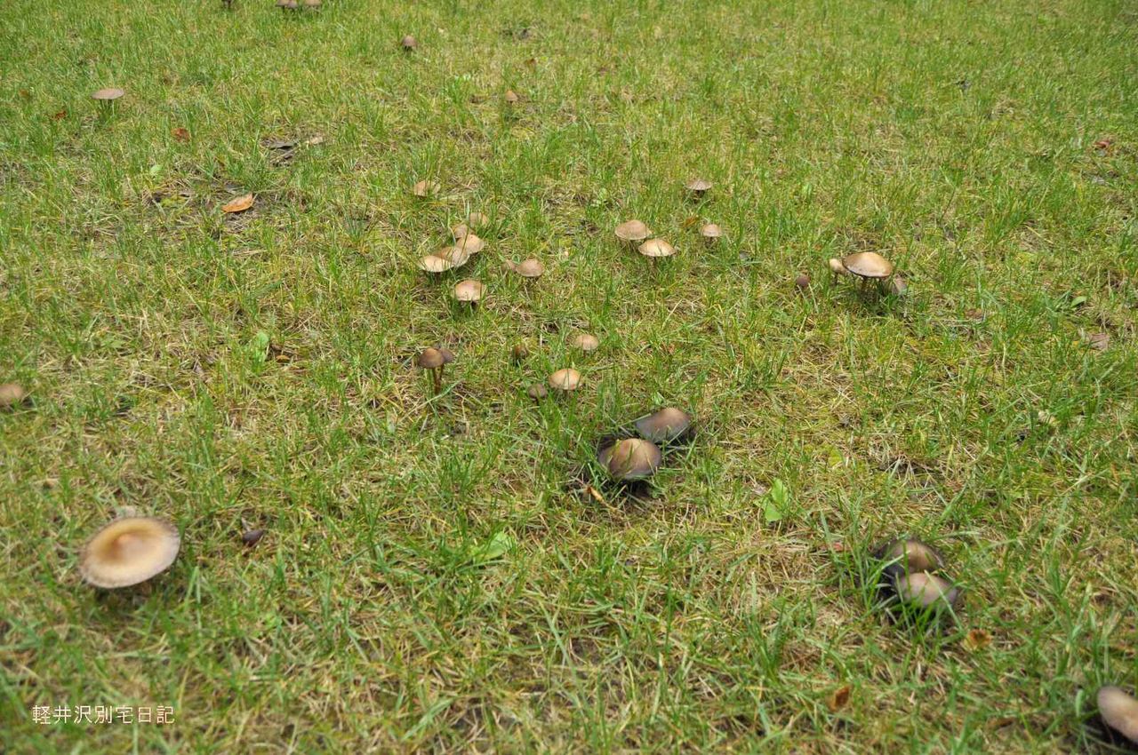 きのこだらけ 軽井沢別宅日記