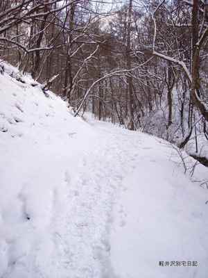 雪の野鳥の森