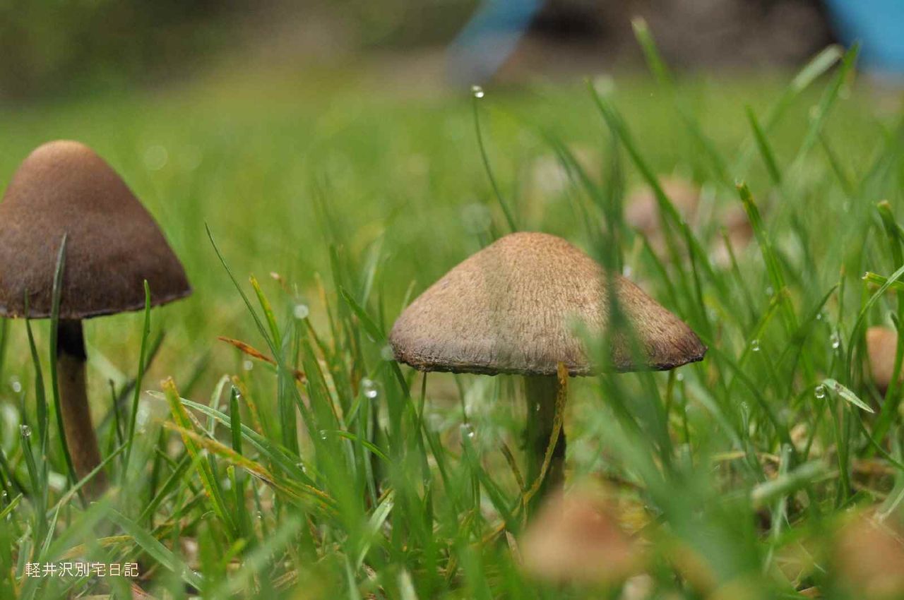 きのこだらけ 軽井沢別宅日記