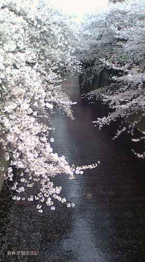 目黒川の桜２