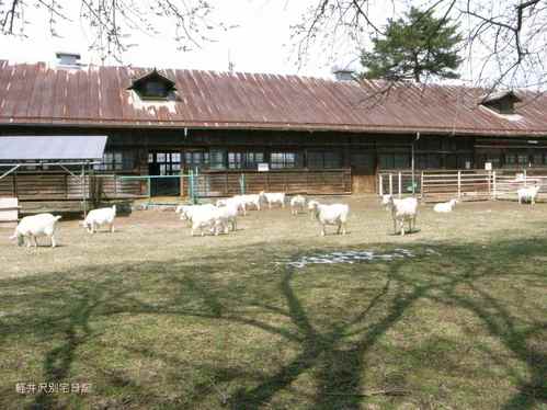 長野支場のヤギ