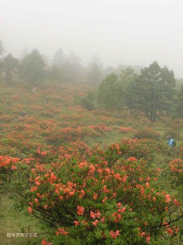 湯の丸高原レンゲツツジ