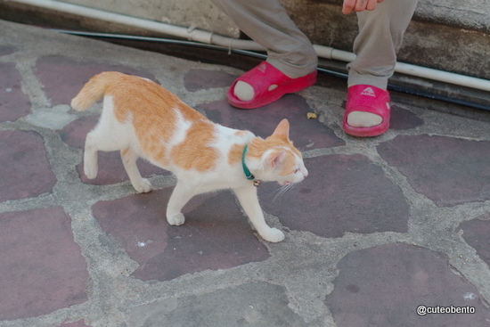 1-IMGP3466