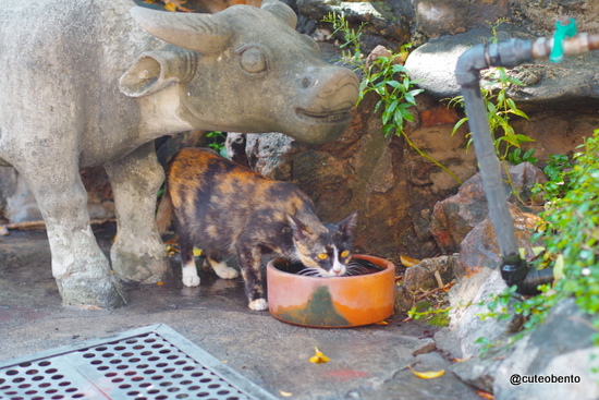 1-IMGP3431
