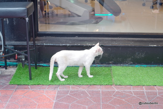 1-IMGP3594